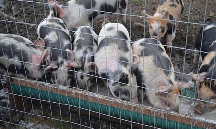 Trang trại lợn tỏa ra khí lạ, 4 người tử vong tại chỗ