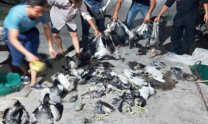 Xử lý nạn “cò tặc”, bảo vệ hệ sinh thái của rừng tràm Trà Sư