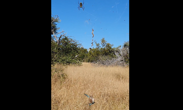 Nhện Nephila giăng “thiên la địa võng” tóm gọn chú chim nhỏ
