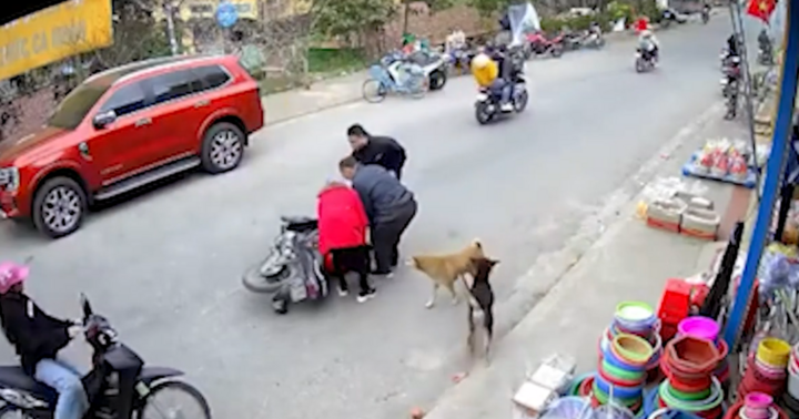 Video: Cô gái phanh gấp khi gặp chó và cái kết  "gấp đôi nỗi sầu "