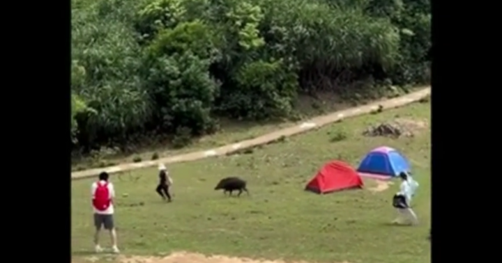 Video:  "Dở khóc dở cười " cảnh lợn rừng rượt đuổi du khách để cướp đồ