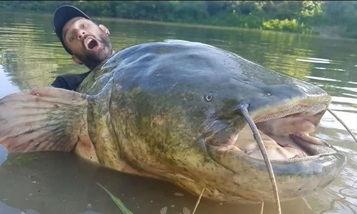 Bắt  "quái vật " cá trê dài 2,6m, nặng 113kg