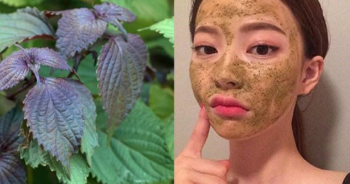 Loại lá rẻ bèo, xuất hiện nhiều ở Việt Nam có tác dụng 