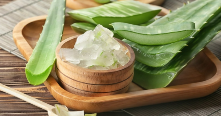 Nha đam có tác dụng gì? Cách sử dụng và những lưu ý