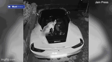 Video: Chủ siêu xe Ferrari  "mếu máo " vì món quà từ chú cáo hoang
