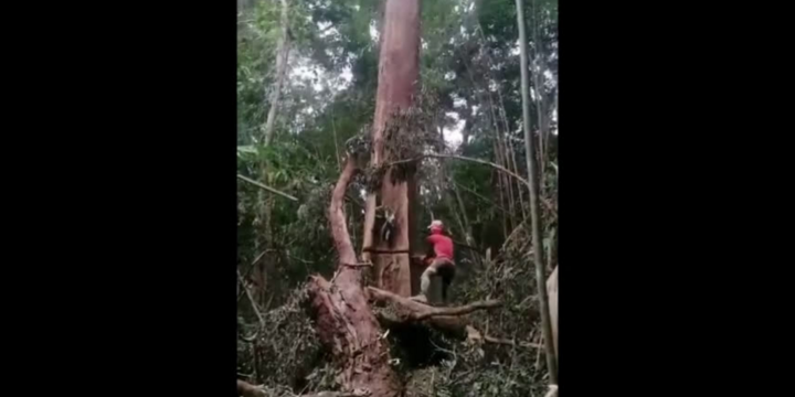 Video: Thót tim khoảnh khắc cưa cây trong rừng khiến người đàn ông suýt mất mạng