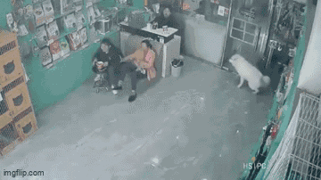 Video: Xe ô tô mất lái, lao thẳng vào cửa hàng thú cưng