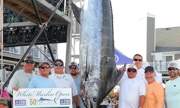 Video: Cần thủ kiếm được  "núi tiền " nhờ câu được cá marlin xanh nặng 290kg
