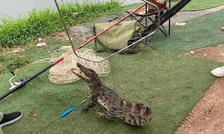 Vụ người dân bắt được cá sấu tại Hà Nội: Công an rà soát khu vực hồ câu