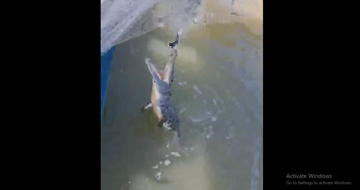 Anh ngư dân dũng cảm giải cứu cá sấu dài