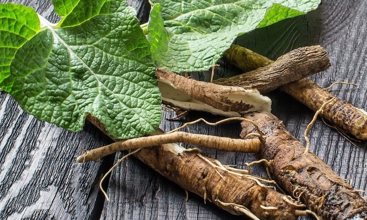 Lợi ích tuyệt vời của rễ cây ngưu bàng với sức khỏe