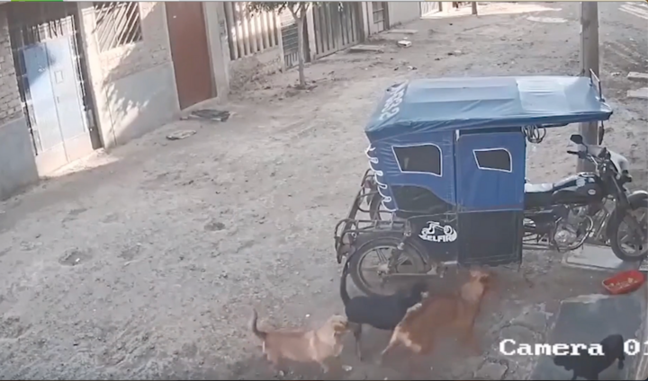 Video: Cái kết đắng cho chú chó hổ báo bắt nạt đồng bọn 