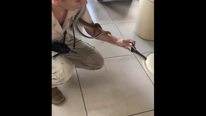 Cảnh người phụ nữ tay không bắt rắn mamba đen hút hơn 5 triệu lượt xem TikTok