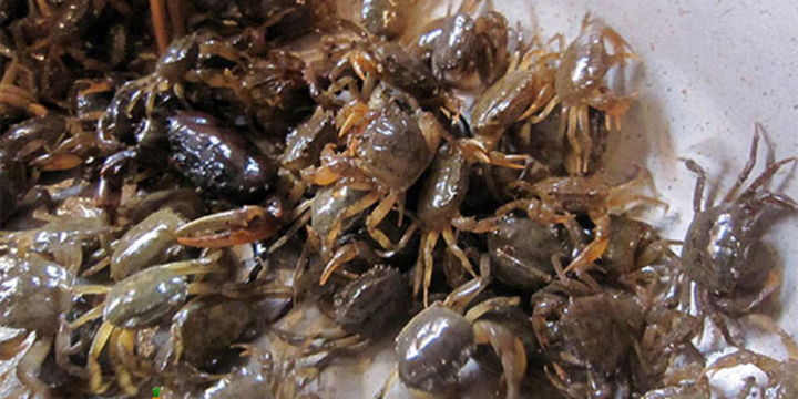 Cách phân biệt cua đực và cua cái: Bí quyết chọn cua ngon cho bữa ăn