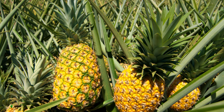 Nên chọn quả dứa lá dài hay lá ngắn? Bí quyết chọn dứa ngon ngọt, mọng nước