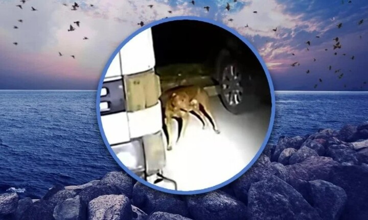 Thoát chết trong gang tấc: Cô gái say xỉn được chó cưng cứu sau khi nhảy sông