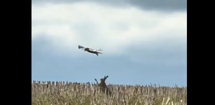 Thỏ mẹ liều lĩnh dũng cảm chống lại diều hâu