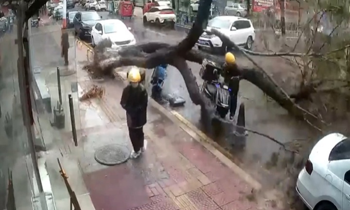Video: Cây xanh bật gốc, 2 tài xế thoát chết trong gang tấc