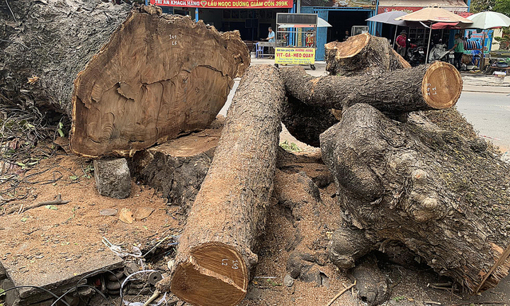 Tin thời sự nóng mới nhất ngày 5/5: Đốn cây xanh mở rộng đường vào Tân Sơn Nhất