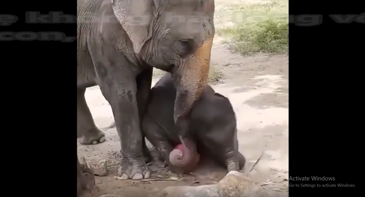 Video:  "Cười ná thở " khoảnh khắc voi con tinh nghịch khiến mẹ tức giận