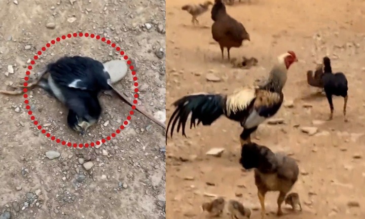 Video: Bị gà trống