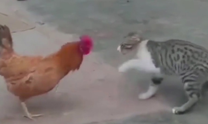 Video: Đụng độ cao thủ  "thần kê ", mèo nhận cái kết không thể đắng hơn