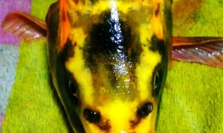 Người đàn ông câu được chú cá chép có hình 