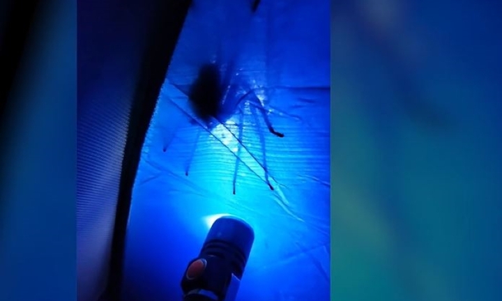 Đi cắm trại, người đàn ông đứng tim vì “vị khách lạ” bất bờ ghé thăm