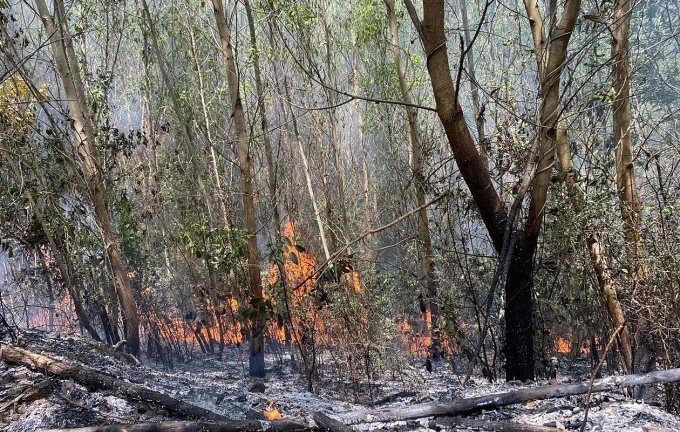 Khánh Hòa: 90ha rừng keo và ruộng mía bốc cháy, hàng trăm người nỗ lực dập lửa