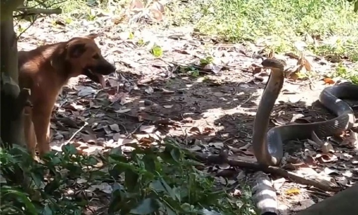 Video: Chó nhà hợp sức
