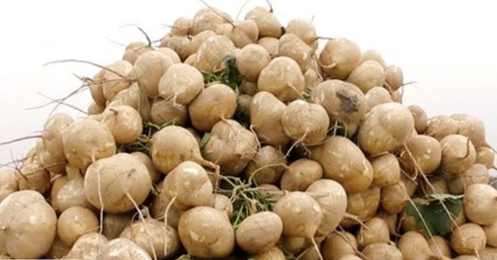 Củ đậu có tác dụng gì?