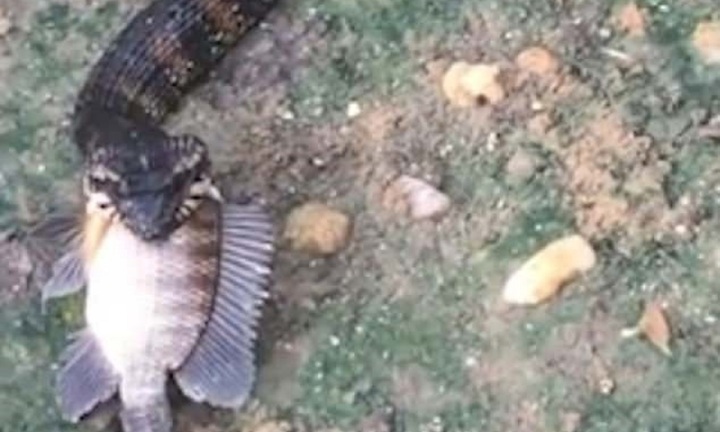 Video: Đang đi dạo trong vườn, người phụ nữ