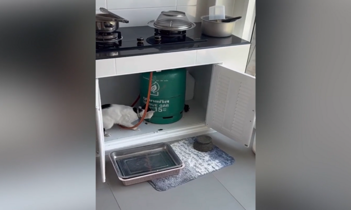 Hài hước cảnh mèo đuổi chuột y như trong phim hoạt hình “Tom and Jerry”