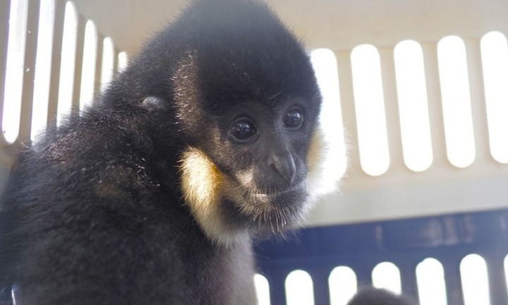 Vượn đen má hung quý hiếm đi lạc vào đầm nhà dân ở Hải Phòng