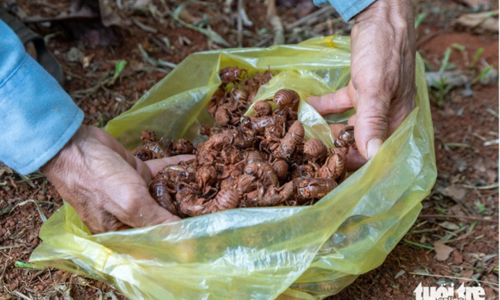 Người dân đổ xô đi nhặt xác ve sầu, bán 2 triệu đồng/kg ở Quảng Trị