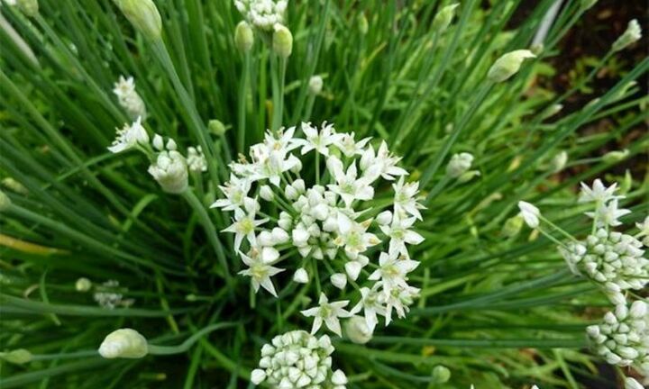 Loại rau được bán đầy ngoài chợ, giá “rẻ như cho” nhưng bổ ngang thịt bò