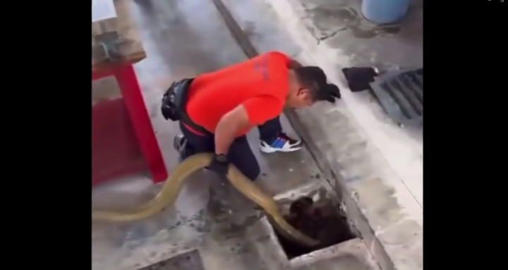 Cận cảnh vây bắt rắn hổ mang chúa khổng lồ 