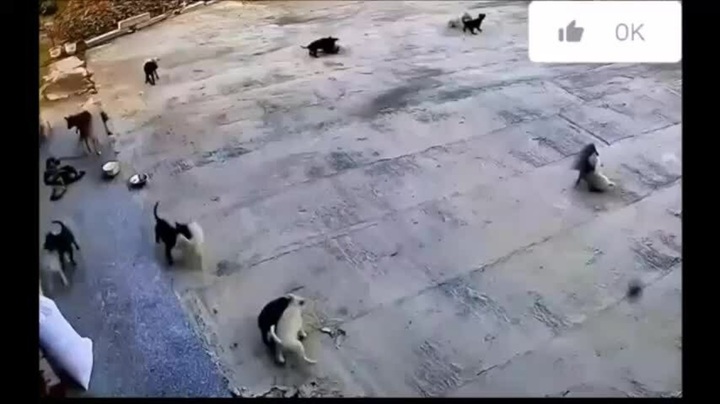 Video: Màn hỗn chiến  "có một không hai " giữa băng chó đen, chó trắng