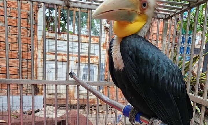 Niệc mỏ vằn quý hiếm, họ hồng hoàng bay vào nhà dân ở TP.HCM