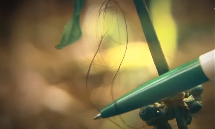 Vạch mặt kẻ thủ ác (Kỳ 18): Sợi tóc trên lá cây 