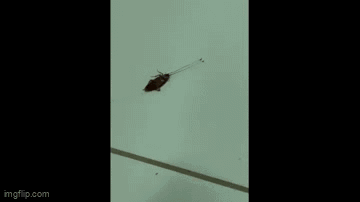Video: Hai con kiến dũng mãnh hợp sức kéo con gián khổng lồ về tổ