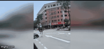 Video: Đà điểu trốn thoát ra ngoài, dạo cửa hàng mua sắm