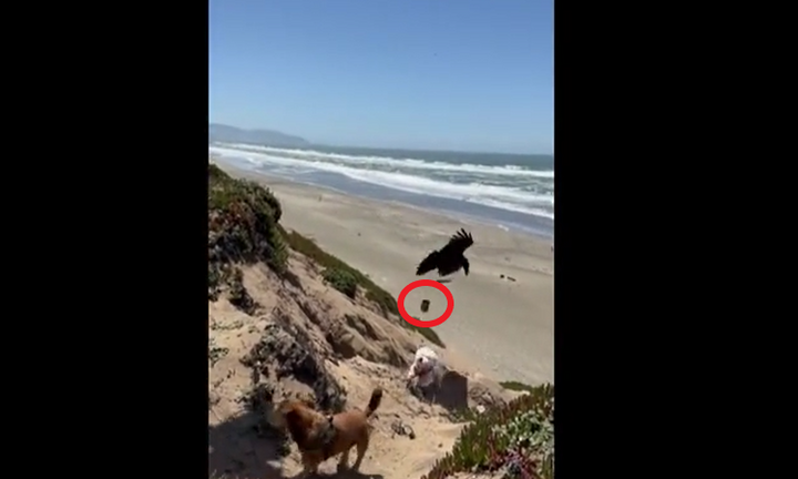Kỳ lạ khoảnh khắc con quạ cố gắng thả đá vào chó trên bãi biển