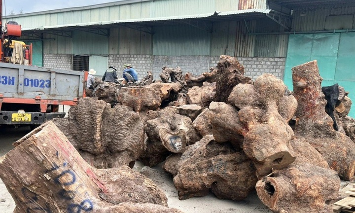 Phát hiện 5 xe đầu kéo chở gỗ xá xị trái phép có tổng giá trị hơn 3 tỷ đồng