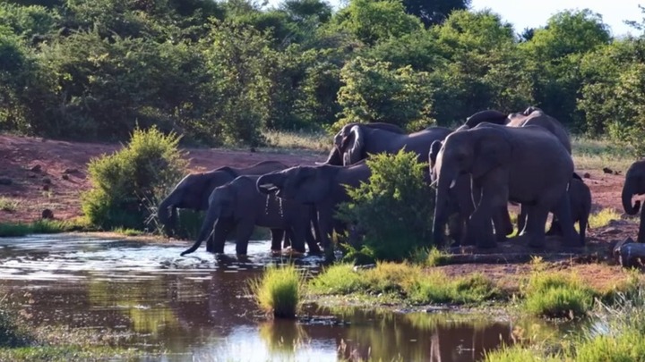 Lạ lùng cảnh cá sấu liên tục tấn công đàn voi rừng châu Phi