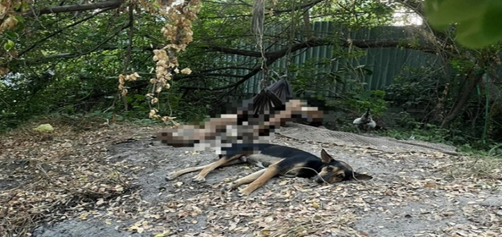 Vụ thi thể nằm trên võng trong nghĩa trang: Không có giấy tờ tùy thân