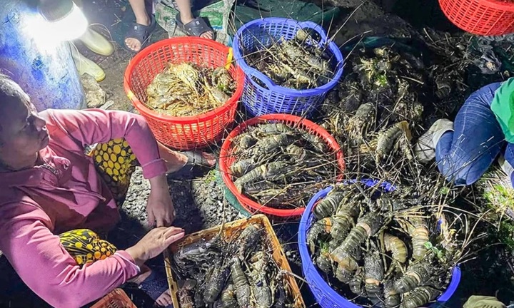 Xác minh nguyên nhân 25 tấn tôm hùm xanh chết đột ngột tại Phú Yên