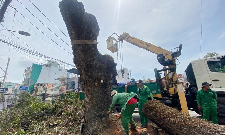 TP.HCM: Yêu cầu các sở cung cấp hồ sơ dự án cây xanh cho Bộ Công an