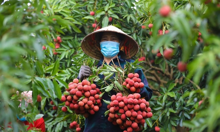 Vải thiều Thanh Hà xuất khẩu sang Úc, giá lên kệ gần 600.000 đồng/kg