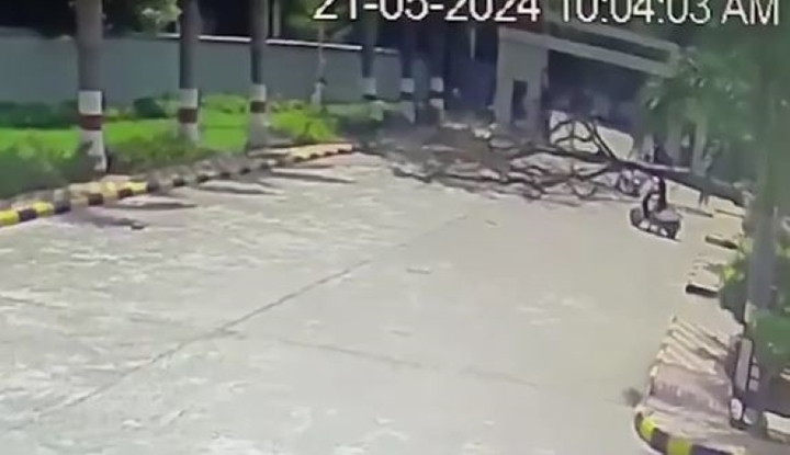 Đang đi xe máy, cặp vợ chồng bất ngờ bị cây cổ thủ bật gốc đè trúng 